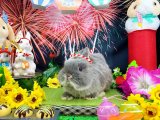 【北大阪店】8月の撮影スペース『夏祭り』