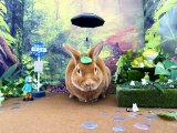 【堺店】6月の撮影スペース『となりのウサギ』