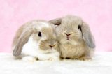【北大阪店】10月3日（金）ホーランドロップデビューします