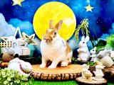 【北大阪店】9月の撮影スペース『お月見』