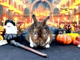 【堺店】10月の撮影スペース『うさぎの魔法学校』