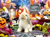 【北大阪店】10月の撮影スペース『ハロウィン』