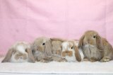 【堺店】10月24日（金）ホーランドロップデビューします