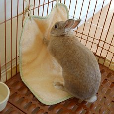 画像4: 【ミニアニマン】ウサギのマットでほりほり (4)
