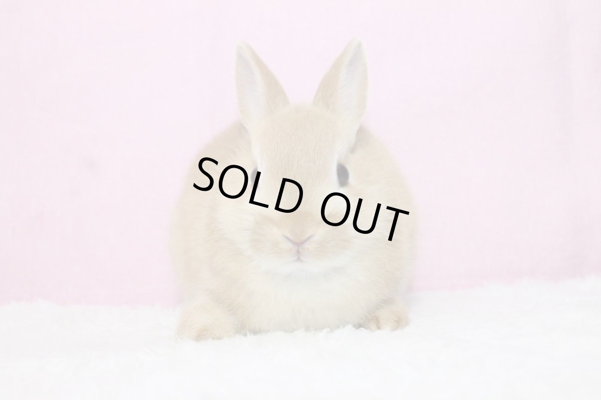 画像3: 【売約済】ネザーランドドワーフ 男の子 オレンジ 35000円(税込) (3)