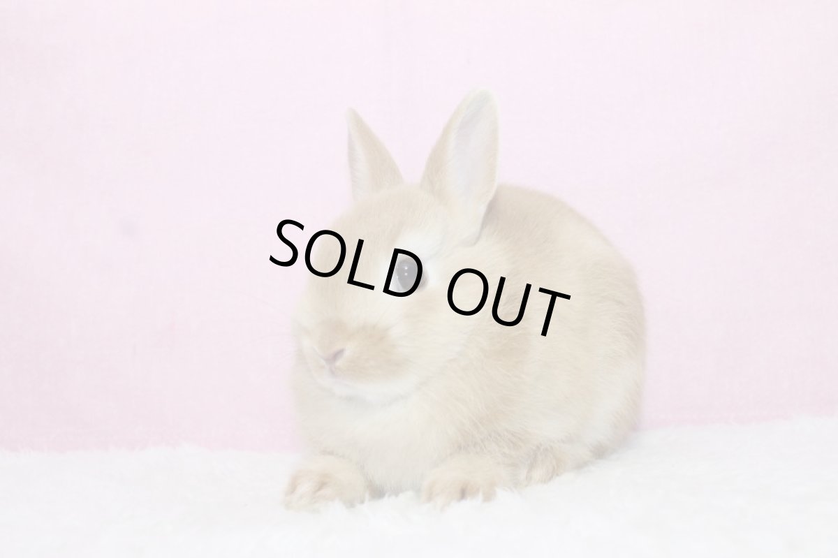 画像2: 【売約済】ネザーランドドワーフ 男の子 オレンジ 35000円(税込) (2)