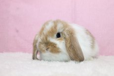 画像2: 【北大阪店】ホーランドロップ　女の子　ブロークンオレンジ　35000円 (2)