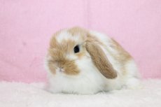 画像2: 【北大阪店】ホーランドロップ　男の子　ブロークンオレンジ　35000円 (2)