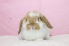画像3: 【北大阪店】ホーランドロップ　男の子　ブロークンオレンジ　35000円 (3)