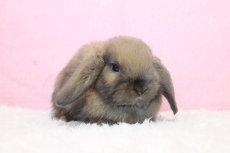 画像1: 【北大阪店】ホーランドロップ　男の子　トートイズシェル　35000円 (1)