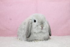 画像1: 【堺店】ホーランドロップ　男の子　フロスティ　35000円(税込) (1)