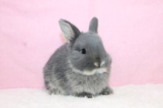 画像1: 【北大阪店】ネザーランドドワーフ　男の子　ブルーオター　（新しいお家が決まりました） (1)