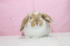 画像3: 【北大阪店】ホーランドロップ　男の子　ブロークンオレンジ　（新しいお家が決まりました） (3)