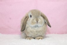 画像3: 【堺店】ホーランドロップ　女の子　オレンジ　35000円(税込) (3)