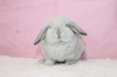 画像3: 【堺店】ホーランドロップ　女の子　フロスティ　(新しいお家が決まりました) (3)
