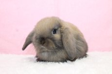 画像2: 【北大阪店】ホーランドロップ　男の子　トートイズシェル　35000円 (2)