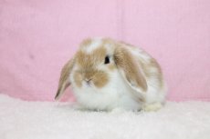 画像2: 【北大阪店】ホーランドロップ　男の子　ブロークンオレンジ　（新しいお家が決まりました） (2)