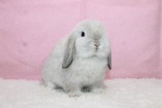 画像1: 【堺店】ホーランドロップ　男の子　フロスティ　(新しいお家が決まりました) (1)