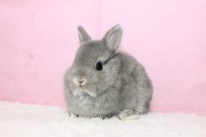 画像2: 【北大阪店】ネザーランドドワーフ　女の子　オパール　40000円(税込) (2)