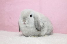 画像2: 【堺店】ホーランドロップ　男の子　フロスティ　35000円(税込) (2)