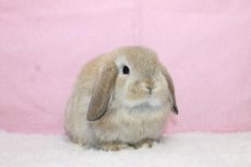 画像1: 【堺店】ホーランドロップ　女の子　オレンジ　35000円(税込) (1)
