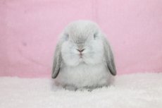 画像3: 【堺店】ホーランドロップ　男の子　フロスティ　(新しいお家が決まりました) (3)