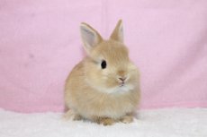 画像1: 【堺店】ネザーランドドワーフ　男の子　オレンジ　(新しいお家が決まりました) (1)
