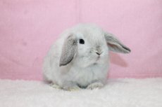 画像1: 【堺店】ホーランドロップ　女の子　フロスティ　(新しいお家が決まりました) (1)