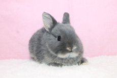 画像1: 【北大阪店】ネザーランドドワーフ　男の子　ブルーオター　35000円(税込) (1)