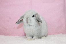 画像2: 【堺店】ホーランドロップ　女の子　フロスティ　(新しいお家が決まりました) (2)
