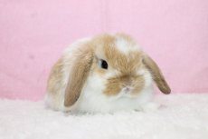 画像1: 【北大阪店】ホーランドロップ　男の子　ブロークンオレンジ　35000円 (1)