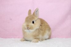 画像2: 【堺店】ネザーランドドワーフ　男の子　オレンジ　(新しいお家が決まりました) (2)