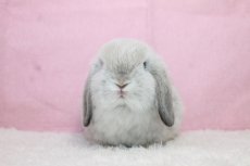 画像3: 【堺店】ホーランドロップ　男の子　フロスティ　35000円(税込) (3)