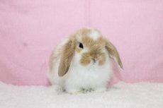 画像1: 【北大阪店】ホーランドロップ　男の子　ブロークンオレンジ　（新しいお家が決まりました） (1)