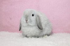 画像2: 【堺店】ホーランドロップ　男の子　フロスティ　(新しいお家が決まりました) (2)
