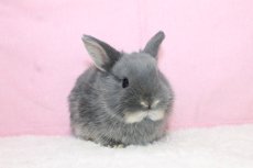 画像1: 【北大阪店】ネザーランドドワーフ　女の子　ブルーオター　35000円(税込) (1)