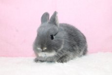 画像2: 【北大阪店】ネザーランドドワーフ　男の子　ブルーオター　35000円(税込) (2)