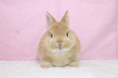 画像3: 【堺店】ネザーランドドワーフ　男の子　オレンジ　(新しいお家が決まりました) (3)