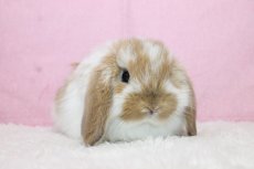 画像1: 【北大阪店】ホーランドロップ　女の子　ブロークンオレンジ　35000円 (1)
