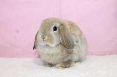 画像2: 【堺店】ホーランドロップ　女の子　オレンジ　35000円(税込) (2)