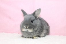 画像2: 【北大阪店】ネザーランドドワーフ　女の子　ブルーオター　35000円(税込) (2)