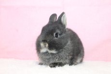 画像2: 【堺店】ネザーランドドワーフ　女の子　ブラックオター　45000円(税込) (2)