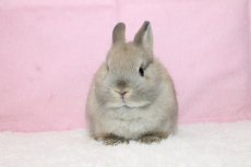 画像3: 【堺店】ネザーランドドワーフ　女の子　トートイズシェル　45000円(税込) (3)