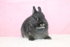 画像1: 【堺店】ネザーランドドワーフ　女の子　ブラックオター　45000円(税込) (1)
