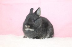 画像2: 【堺店】ネザーランドドワーフ　女の子　ブラックオター　45000円(税込) (2)