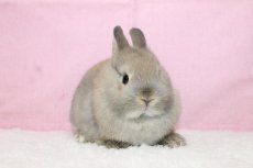 画像1: 【堺店】ネザーランドドワーフ　女の子　トートイズシェル　45000円(税込) (1)