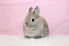 画像2: 【堺店】ネザーランドドワーフ　女の子　トートイズシェル　45000円(税込) (2)