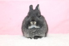 画像3: 【堺店】ネザーランドドワーフ　女の子　ブラックオター　45000円(税込) (3)