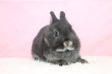 画像1: 【堺店】ネザーランドドワーフ　女の子　ブラックオター　45000円(税込) (1)