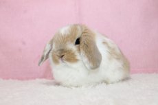 画像2: 【堺店】ホーランドロップ　女の子　ブロークンオレンジ　35000円(税込) (2)